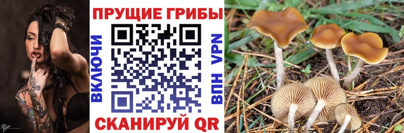 Псилоцибиновые грибы прущие грибы что такое наркотик Звенигово